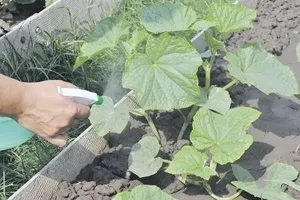 Tratamentul de castravete împotriva bolilor remedii populare - Plante Magic