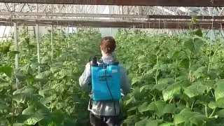 Procesarea castraveți în seră din bolilor, dăunătorilor
