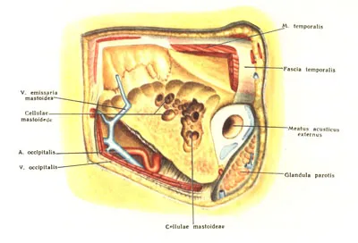 Regiunea mastoid - stiinta medicala (zona) Regiunea mastoid - știința medicală