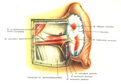 Regiunea mastoid - stiinta medicala (proces) Regiunea mastoid - știința medicală