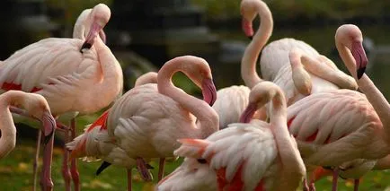 flamingo roz - a opta minune a lumii