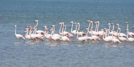 flamingo roz - a opta minune a lumii