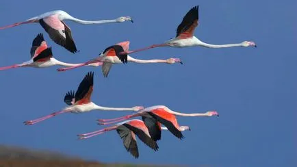 flamingo roz - a opta minune a lumii