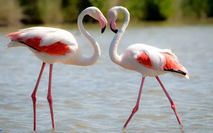 flamingo roz - a opta minune a lumii