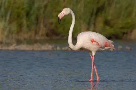 flamingo roz - a opta minune a lumii