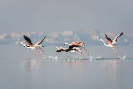 flamingo roz - a opta minune a lumii