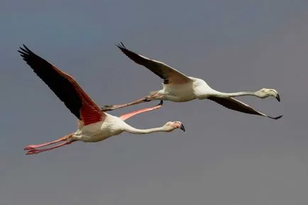 flamingo roz - a opta minune a lumii