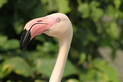 flamingo roz - a opta minune a lumii