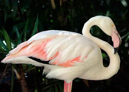 flamingo roz - a opta minune a lumii