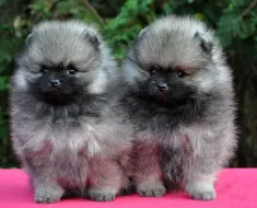 Privire de ansamblu asupra Rase de caini caracteristici standard Pomeranian ale conținutului și fotografii (Spitz) Privire de ansamblu asupra Rase de caini caracteristici standard ale Pomeranian conținutul și fotografii
