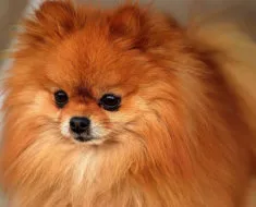 Privire de ansamblu asupra Rase de caini caracteristici standard Pomeranian de conținut și fotografii (roca) Privire de ansamblu asupra Rase de caini caracteristici standard ale Pomeranian conținutul și fotografii