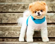 Privire de ansamblu asupra Rase de caini caracteristici standard Pomeranian de conținut și fotografii (roca) Privire de ansamblu asupra Rase de caini caracteristici standard ale Pomeranian conținutul și fotografii