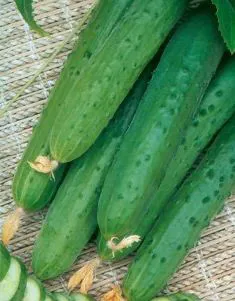 Castravete Aprilie - caracteristici și reguli-cheie ale tehnologiei hibride agricole (descrierea soiului de castravete aprilie) Castravete Aprilie - caracteristici și reguli-cheie ale tehnologiei hibride agricole