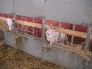 capre lambing - îngrijire după fătare, ferma de origine