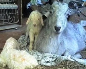 capre lambing - îngrijire după fătare, ferma de origine