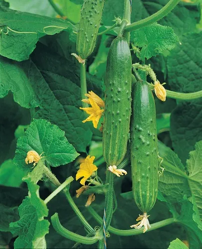 Castravete Aprilie - caracteristici și reguli cheie ale tehnologiei agricole hibrid (hibrid) Castravete Aprilie - caracteristici și reguli-cheie ale tehnologiei hibride agricole