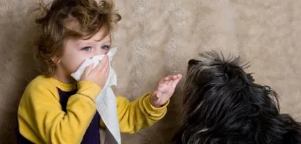 Privire de ansamblu asupra rase de câini care nu vărsat și nu miros cum de a alege o astfel de animal de companie (revizuire) Privire de ansamblu asupra rase de câini care nu vărsat și nu miros cum de a alege un astfel de animal de companie