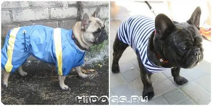 Imbracaminte pentru bulldog franceză modul de a face propria (foto) (îmbrăcăminte) Imbracaminte pentru bulldog franceză modul de a face propria (foto)