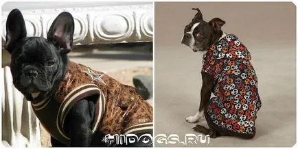 Imbracaminte pentru bulldog franceză modul de a face propria (foto) (franceză) Imbracaminte pentru bulldog franceză modul de a face propria (foto)
