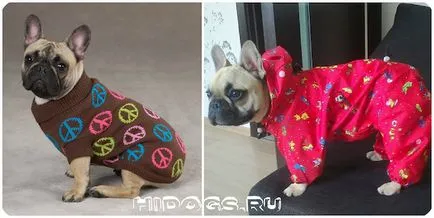 Imbracaminte pentru bulldog franceză modul de a face propria (foto) (Bulldog) Imbracaminte pentru bulldog franceză modul de a face propria (foto)