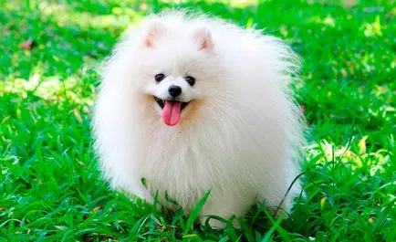 Privire de ansamblu asupra Rase de caini caracteristici standard Pomeranian ale conținutului și fotografii (Spitz) Privire de ansamblu asupra Rase de caini caracteristici standard ale Pomeranian conținutul și fotografii