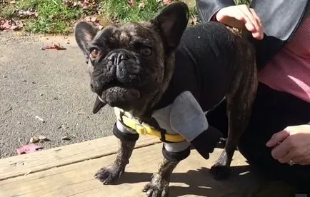 Imbracaminte pentru Bulldog francez cu fotografii și video