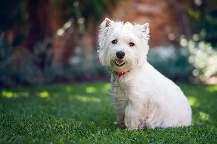 Privire de ansamblu asupra rase de câini care nu vărsat și nu miros cum de a alege o astfel de animal de companie (care) Privire de ansamblu asupra rase de câini care nu vărsat și nu miros cum de a alege un astfel de animal de companie