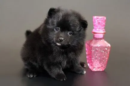 Privire de ansamblu asupra Rase de caini caracteristici standard Pomeranian ale conținutului și fotografii (Spitz) Privire de ansamblu asupra Rase de caini caracteristici standard ale Pomeranian conținutul și fotografii