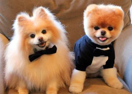 Privire de ansamblu asupra Rase de caini caracteristici standard Pomeranian de conținut și fotografii (roca) Privire de ansamblu asupra Rase de caini caracteristici standard ale Pomeranian conținutul și fotografii