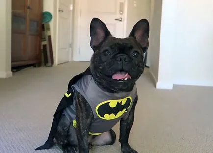 Imbracaminte pentru Bulldog francez cu fotografii și video
