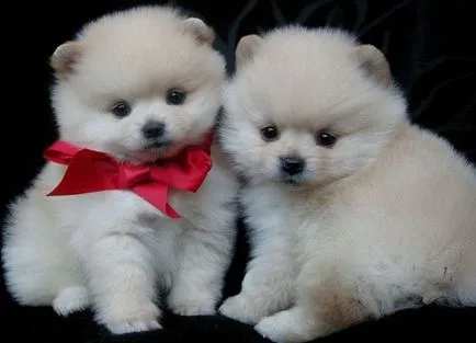 Privire de ansamblu asupra Rase de caini caracteristici standard Pomeranian ale conținutului și fotografii (Spitz) Privire de ansamblu asupra Rase de caini caracteristici standard ale Pomeranian conținutul și fotografii