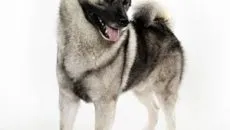Descriere chow chow, caracterul său și grija pentru ea (caracter) Descriere chow chow, caracterul și îngrijirea ei