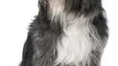 Descriere chow chow, caracterul și îngrijirea ei (de îngrijire) Descriere chow chow, caracterul și îngrijirea ei