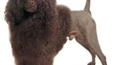 Descriere chow chow, caracterul său și grija pentru ea (caracter) Descriere chow chow, caracterul și îngrijirea ei