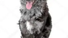 Descriere chow chow, caracterul și îngrijirea ei (de îngrijire) Descriere chow chow, caracterul și îngrijirea ei