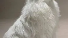 Descriere chow chow, caracterul său și grija pentru ea (caracter) Descriere chow chow, caracterul și îngrijirea ei
