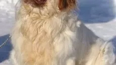 Descriere chow chow, caracterul său și grija pentru ea (caracter) Descriere chow chow, caracterul și îngrijirea ei