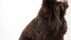 Descriere chow chow, caracterul și îngrijirea ei (de îngrijire) Descriere chow chow, caracterul și îngrijirea ei