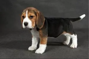 câini din rasa beagle descriere rasa nutriție, caracterizare și foto (caracteristică) Beagle descriere câine rasa nutriție, caracterizare și foto