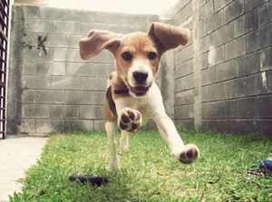Descriere Beagle mâncare pentru câini rasa, caracteristici și fotografii (foto Beagle câine rasa descriere a naturii răspunsului în limba engleză) Beagle descriere câine rasa nutriție, caracterizare și foto