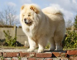 Descriere chow chow, caracterul și îngrijirea ei (de îngrijire) Descriere chow chow, caracterul și îngrijirea ei