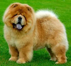 Descriere chow chow, natura sa și grija pentru ea (piatra) Descriere chow chow, caracterul și îngrijirea ei