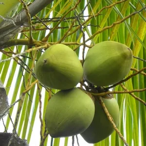Cu privire la regulile de cultivare și reproducere de nucă de cocos, sfaturi și trucuri