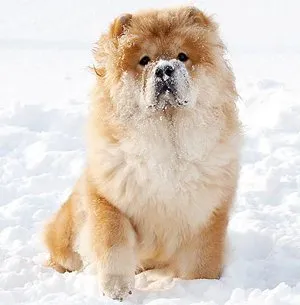 Descriere chow chow, caracterul său și grija pentru ea (caracter) Descriere chow chow, caracterul și îngrijirea ei