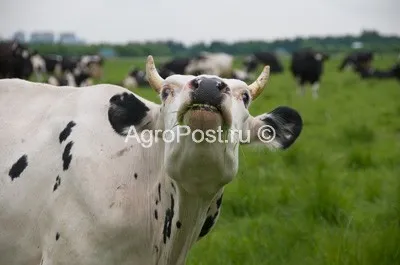 Determinarea vârsta vacilor în dinți
