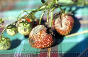 Fall alimentare de Phytophthora ce folosește și cum pentru a salva cultură, grădină, grădină de bucătărie infectată