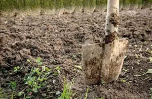 Fall alimentare de Phytophthora ce folosește și cum pentru a salva cultură, grădină, grădină de bucătărie infectată