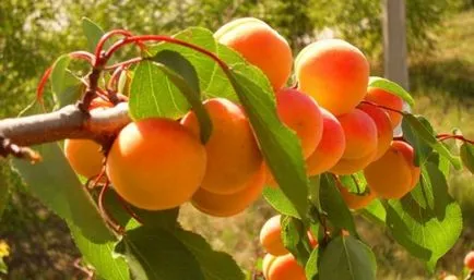 Caracteristici de fertilizare pomi fructiferi și arbuști în primăvară