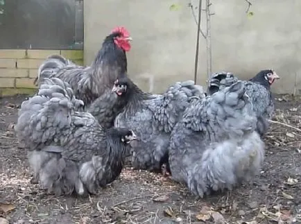Orpington rasa de pui - o descriere a conținutului, fotografii și videoclipuri