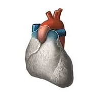 brevet foramen ovale în inima simptomelor pentru adulți și tratament - Enciclopedia medical (simptome) brevet foramen ovale în inima simptomelor pentru adulți și tratament - Enciclopedia medical